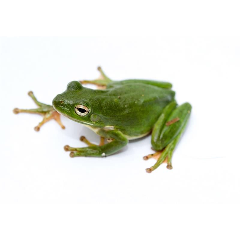 Hyla cinerea (Broasca americana verde de copac) - imagine 3